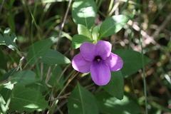 Barleria montana